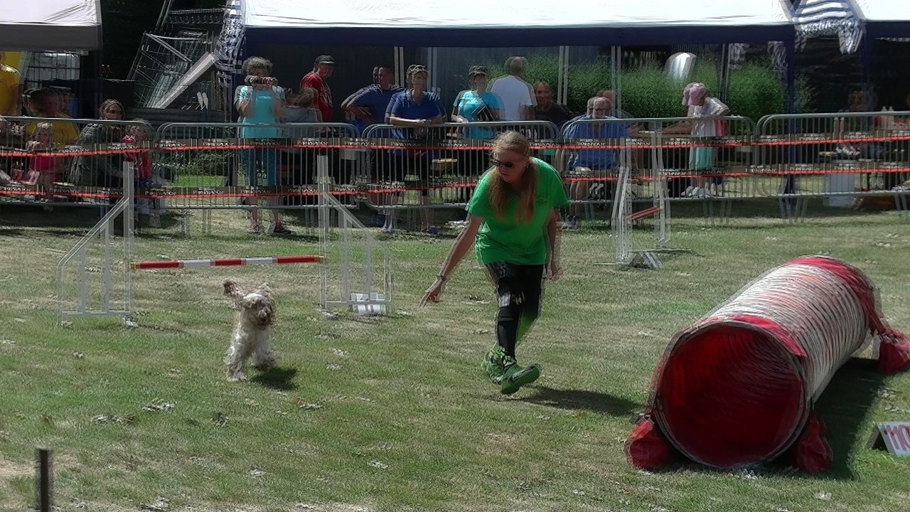 Concours d'agility Mon chien mon ami (Quaregnon)