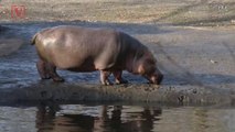 Tourist Killed in Kenya Hippo Attack While Taking Photos, Another Hospitalized