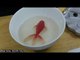 Woman Paints 3D Fish Using Resin and Acrylic Paint