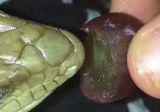 Benny the Blue-Tongued Skink Delicately Eats a Grape