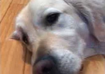 Sleepy Dogs Enjoy an Afternoon Nap