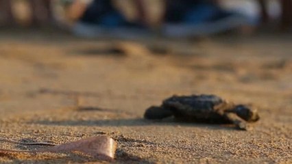 Watch: Conservation success in Cyprus as tiny turtles make a comeback