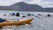 Pod of Pilot Whales Herded From Icelandic Fjord for Second Time in Two Days