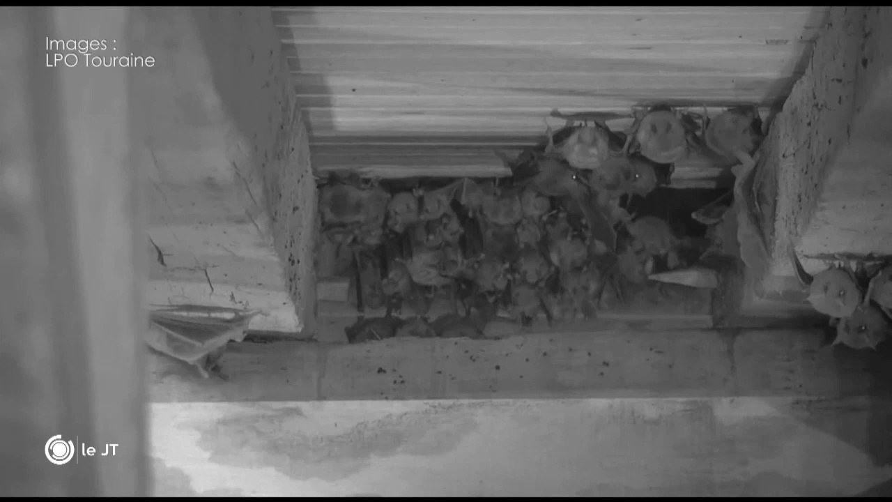 INSOLITE/ Les chauves-souris sous surveillance - 13/08/2018