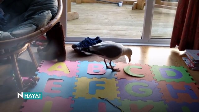 N Hayat... Samimi martı işini biliyor