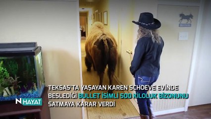 N Hayat... Evcil hayvanda yeni boyut: Bizon!