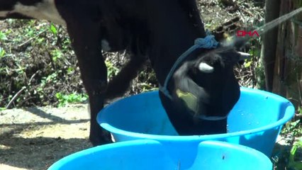 Ordu Ordu'da Bir Çoban 2 Aylık Düve Buldu