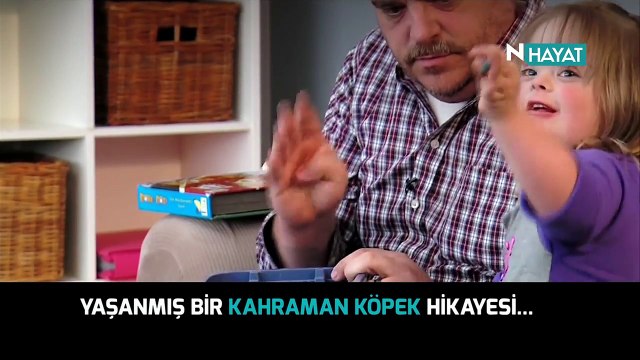 N Hayat... Yaşanmış bir kahraman köpek hikayesi