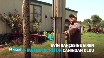 N Hayat... Evin bahçesinde 4 metrelik piton!