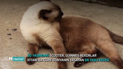 N Hayat... O, dünyanın en yaşlı kedisi!