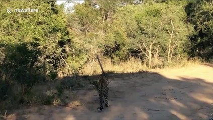Un léopard en chasse tente de capturer un oiseau... Raté