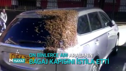 N Hayat...  Binlerce arı 2 gün arabayı takip etti!