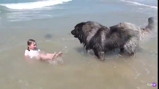 Un chien pense qu’une fillette se noie et l’oblige à sortir de l’eau