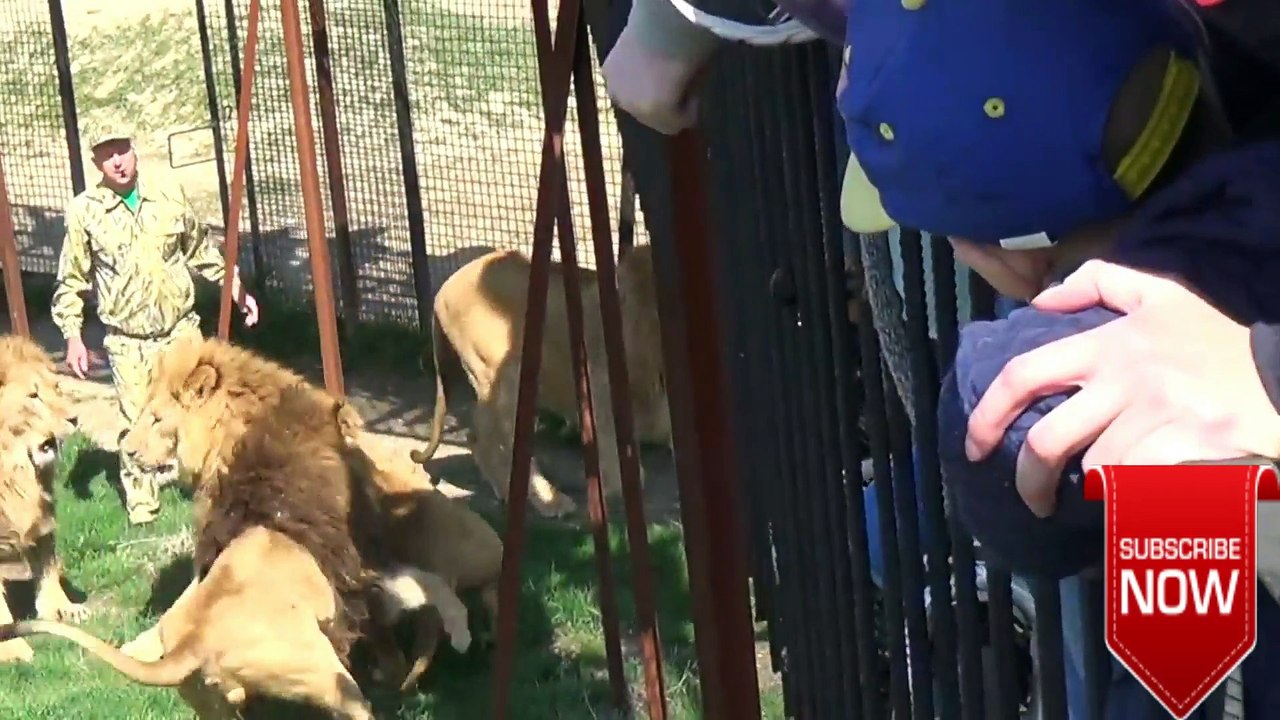 Male lions Group fight with Male lions like Kick Boxing