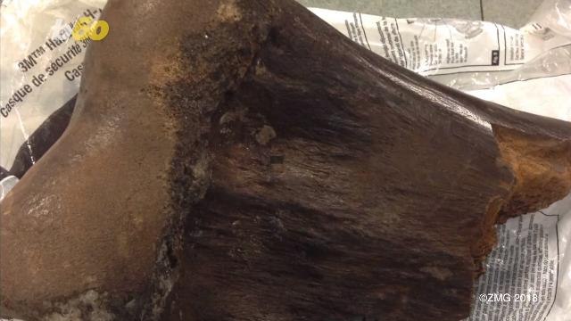 Utility Workers Stumbled Upon An Ancient Bone Fragment Of A Massive Mammal