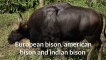 European bison, american bison and indian bison