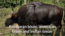 European bison, american bison and indian bison