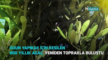 N Hayat... 800 yıllık ağaç hayata yeniden tutundu!