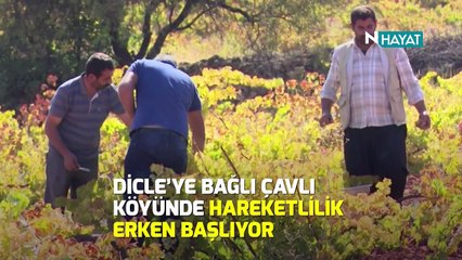 N Hayat... Binlerce yıllık bağ bozumu geleneği başladı