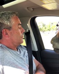 Too Scared to Feed the Zebra