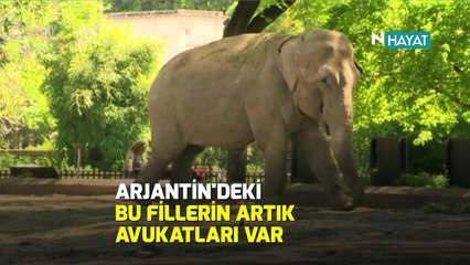 N Hayat... Mahkemeden eşi benzer görülmemiş bir karar!