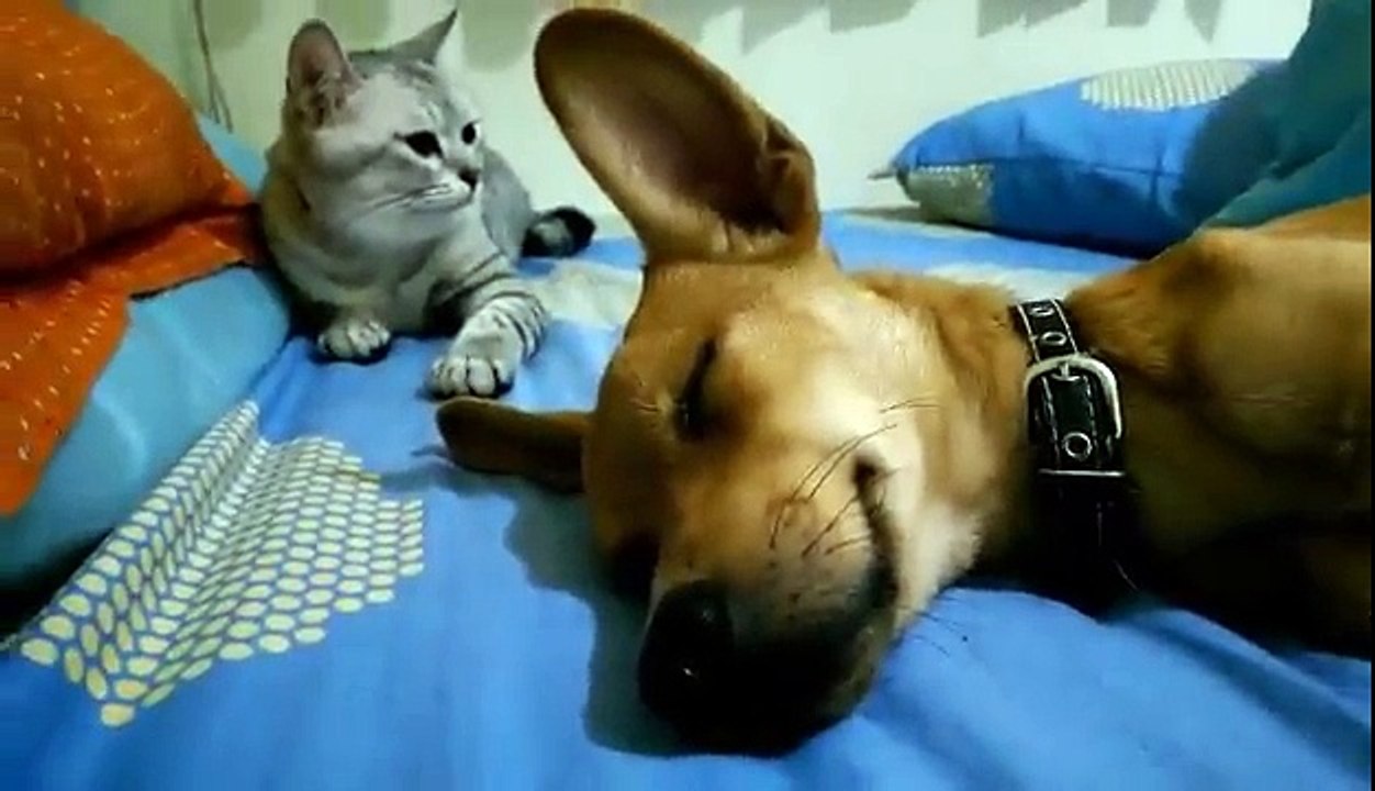 Les chats sont vraiment des fourbes! Pauvre chien qui dort...