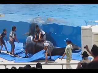 Télécharger la video: Un dauphin passe par dessus la vitre du bassin de l'aquarium