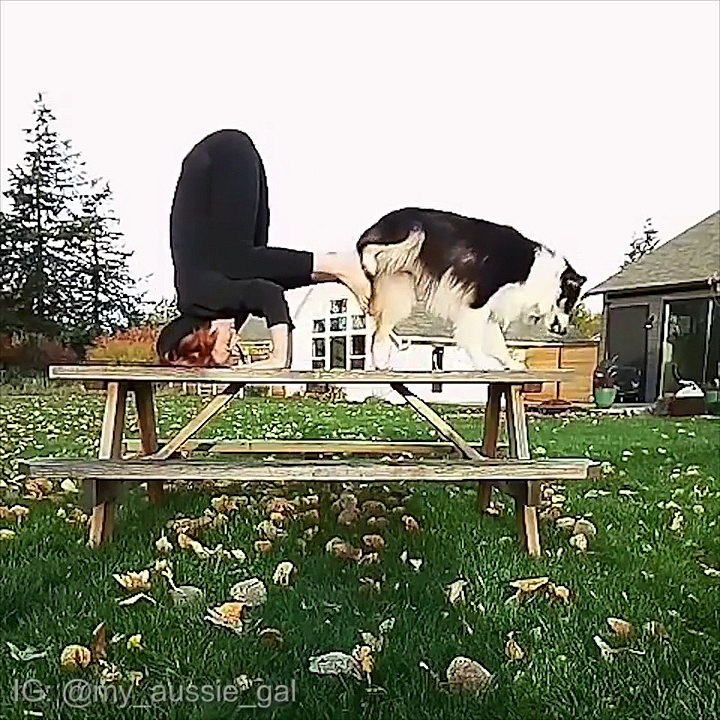 Un chien dressé à la perfection... Incroyable