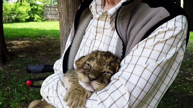 Le rugissement de ce bébé tigre est adorable