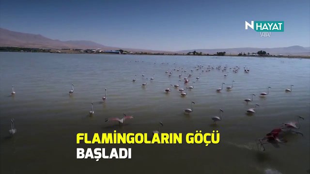 N Hayat... Van’da görsel şölen (Flamingoların göçü)