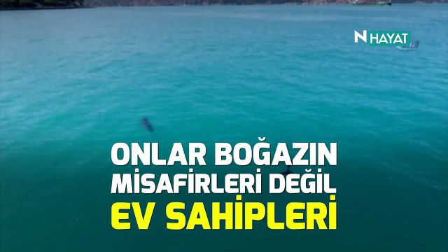 N Hayat... Anne yunus ile yavrusunun boğaz keyfi