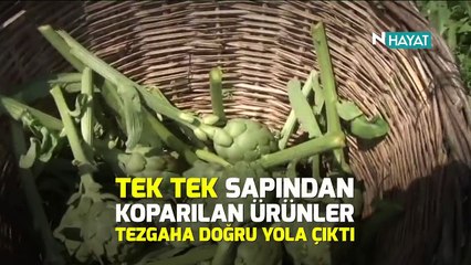 N Hayat... Bekleyiş sona erdi, şimdi hasat zamanı