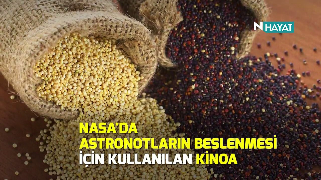 N Hayat... Kinoa bereketi