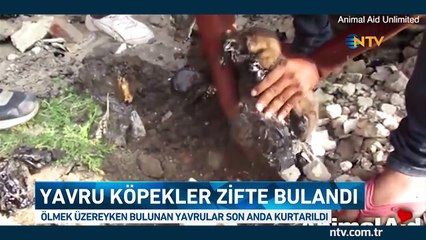 Zifte bulanan yavru köpekler son anda kurtarıldı