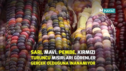 N Hayat... Kızılderili yöntemiyle renkli mısır (Organik)