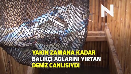 N Hayat... Mavi yengeç