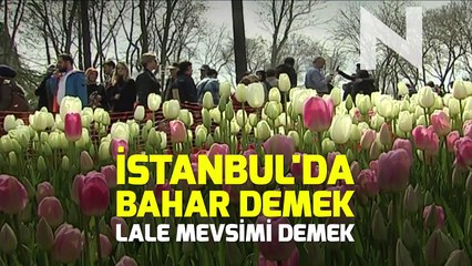 N Hayat... İstanbul’da lale zamanı