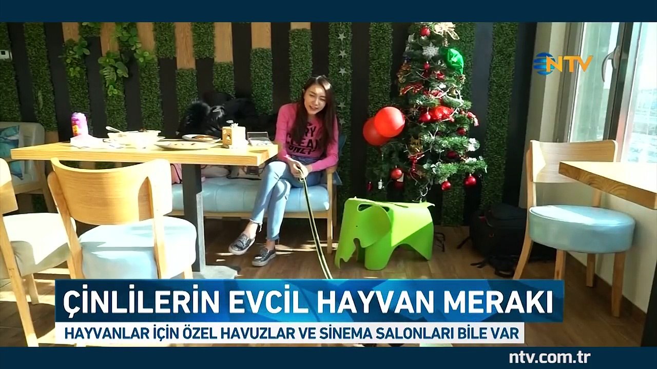 Köpekler için sinema salonu açıldı