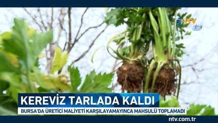 Kereviz tarlada kaldı