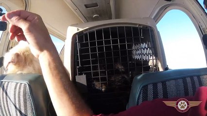 Cão embarca em seu “vôo da liberdade” e fica demasiado excitado para permanecer no seu lugar