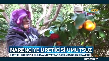 Mandalina dalında 60, portakal 80 kuruş