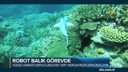 Robot balık Sofi görevde