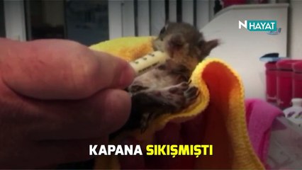 N Hayat... Karamel isimli sincabın değişen hayatı