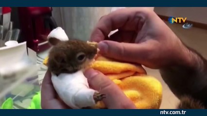 Karamel, özel protez sayesinde yeniden koşabiliyor