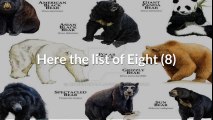 All Bears Species - Species List