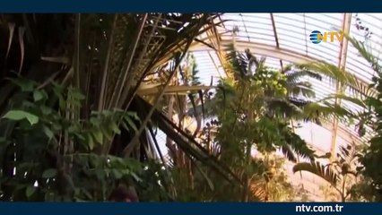 Palm yağı sağlığa zararlı mı?