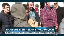 Edirne'de kamyonetten yavru aslan çıktı