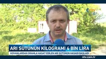 Bir kovandan 10 gr toplanabiliyor (Kilogramı 4 bin liraya satılıyor)