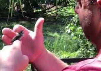 Stunned Hummingbird Rests Placidly on Rescuer's Finger