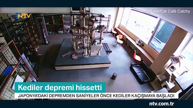 Kediler depremi hissetti... (İşte deprem başlamadan 10 saniye önce kameraya yansıyanlar)